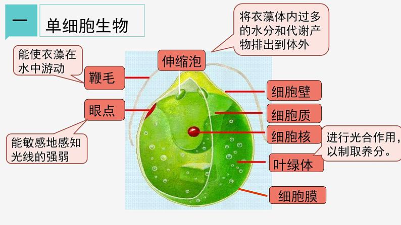 2.6 物种的多样性①课件—2021-2022学年浙教版七年级科学上册05