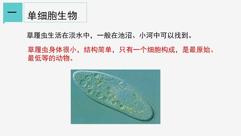 2.6 物种的多样性①课件—2021-2022学年浙教版七年级科学上册07