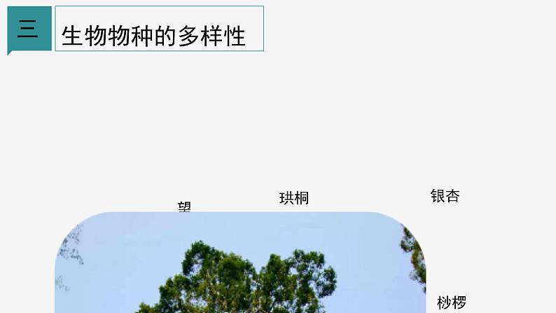 2.6 物种的多样性② 课件—2021-2022学年浙教版七年级科学上册06