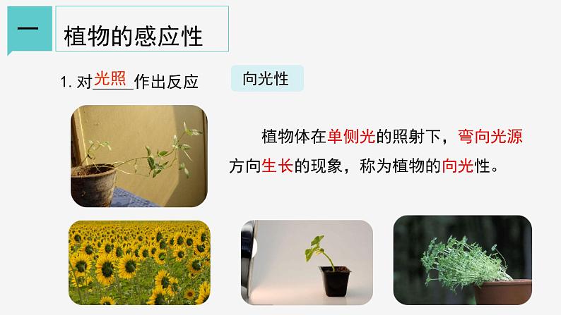 3.1  植物生命活动的调节① 课件—浙教版八年级科学上册05