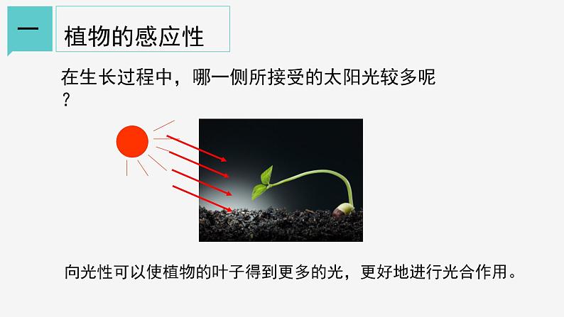 3.1  植物生命活动的调节① 课件—浙教版八年级科学上册06