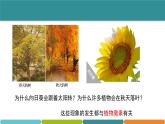 3.1  植物生命活动的调节② 课件—浙教版八年级科学上册