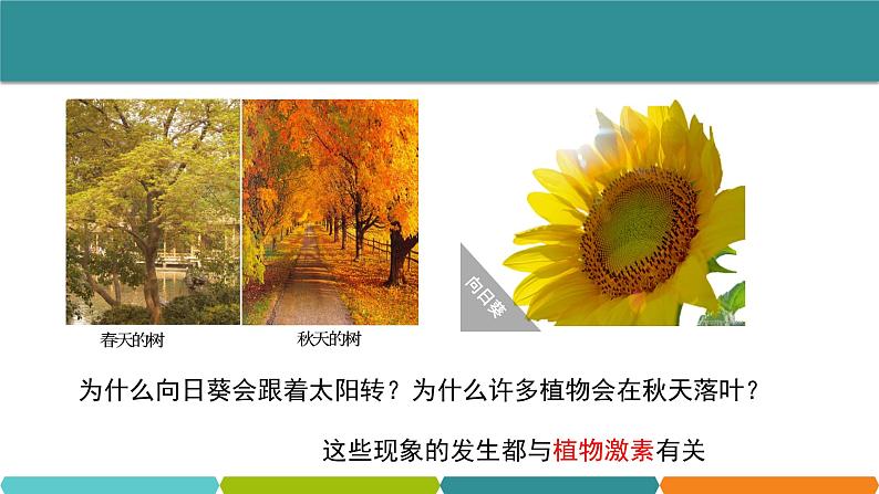 3.1  植物生命活动的调节② 课件—浙教版八年级科学上册02