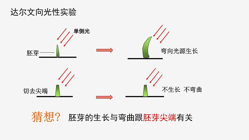 3.1  植物生命活动的调节② 课件—浙教版八年级科学上册04