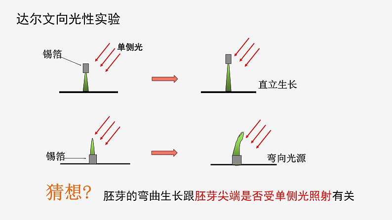 3.1  植物生命活动的调节② 课件—浙教版八年级科学上册05