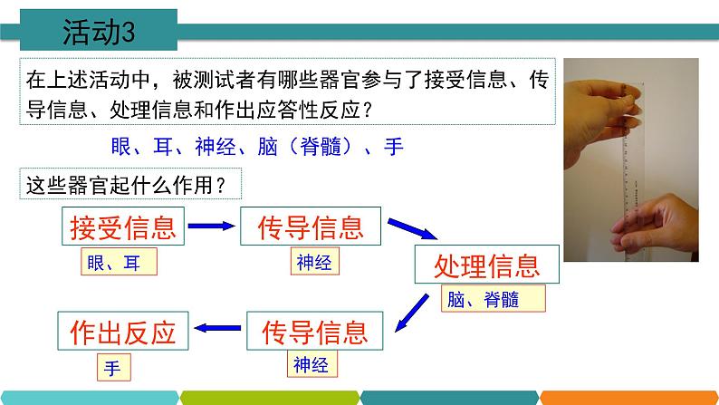 3.3 神经调节① 课件—浙教版八年级科学上册05