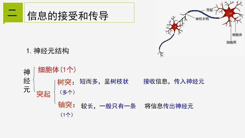 3.3 神经调节① 课件—浙教版八年级科学上册08