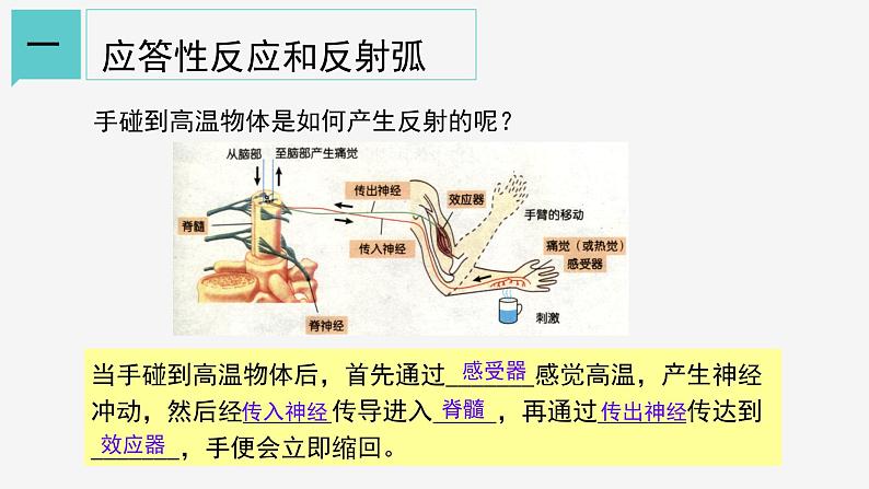 3.3 神经调节②课件—浙教版八年级科学上册03