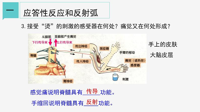 3.3 神经调节②课件—浙教版八年级科学上册06