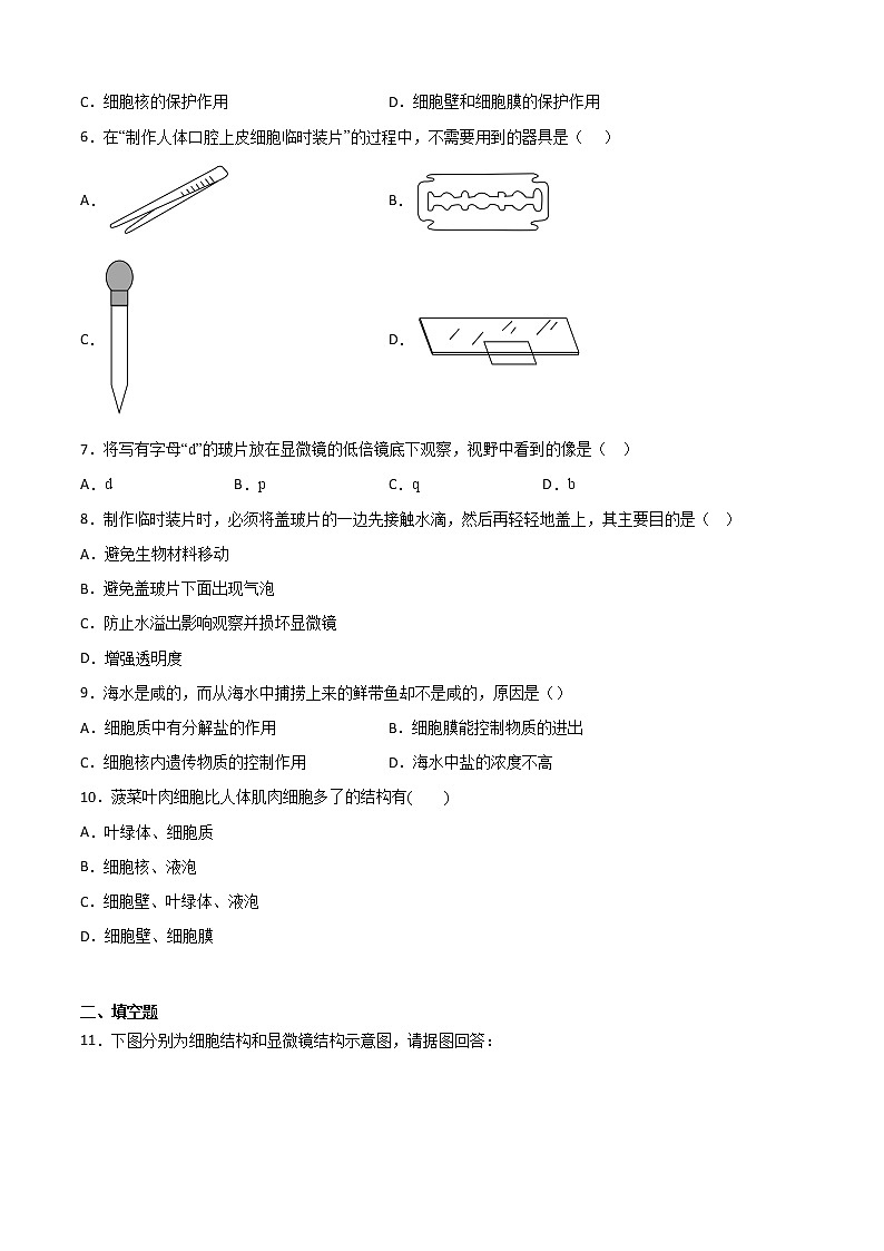 华师大科学七年级上册 4.2细胞-同步习题（原卷版）02