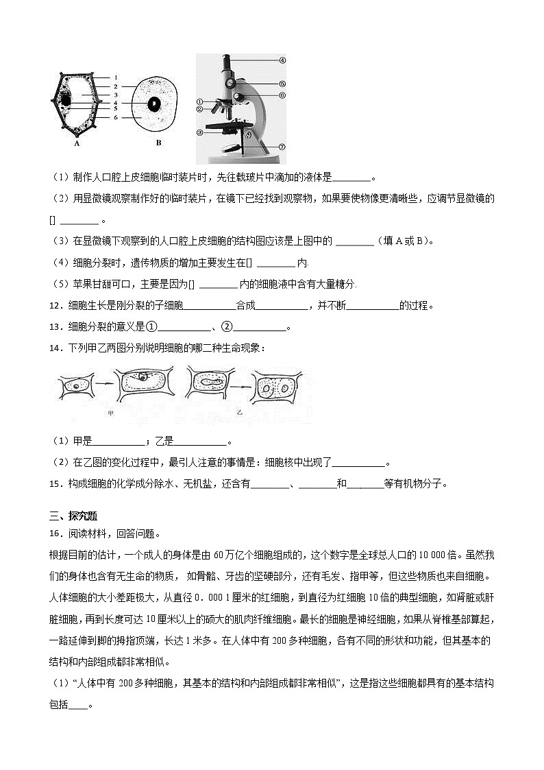 华师大科学七年级上册 4.2细胞-同步习题（原卷版）03