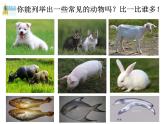 浙教版科学 七年级上册 第2章 第4节 常见的动物（第1课时） 课件