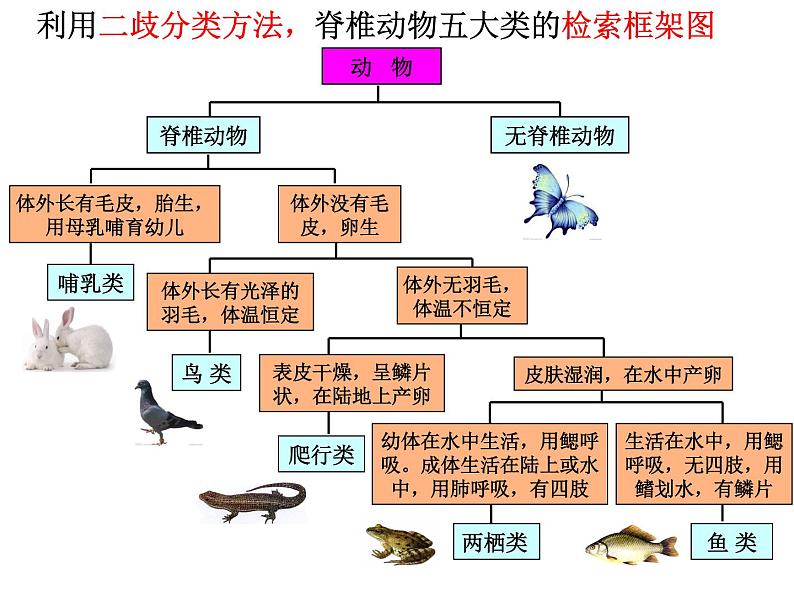 浙教版科学 七年级上册 第2章 第4节 常见的动物（第3课时） 课件04