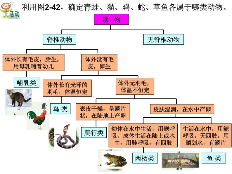 浙教版科学 七年级上册 第2章 第4节 常见的动物（第3课时） 课件05