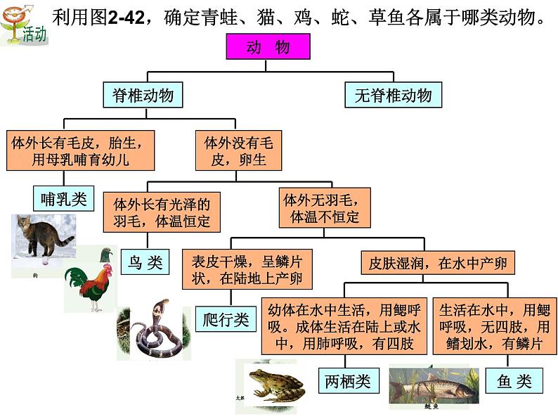 浙教版科学 七年级上册 第2章 第4节 常见的动物（第3课时） 课件05