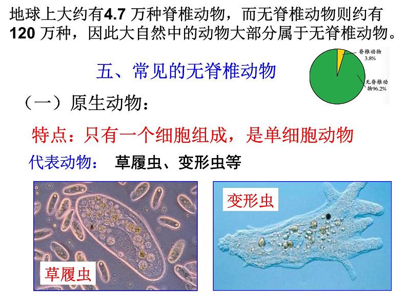 浙教版科学 七年级上册 第2章 第4节 常见的动物（第3课时） 课件07