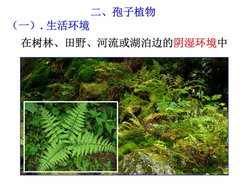 浙教版科学 七年级上册 第2章 第5节 常见的植物（第2课时） 课件02