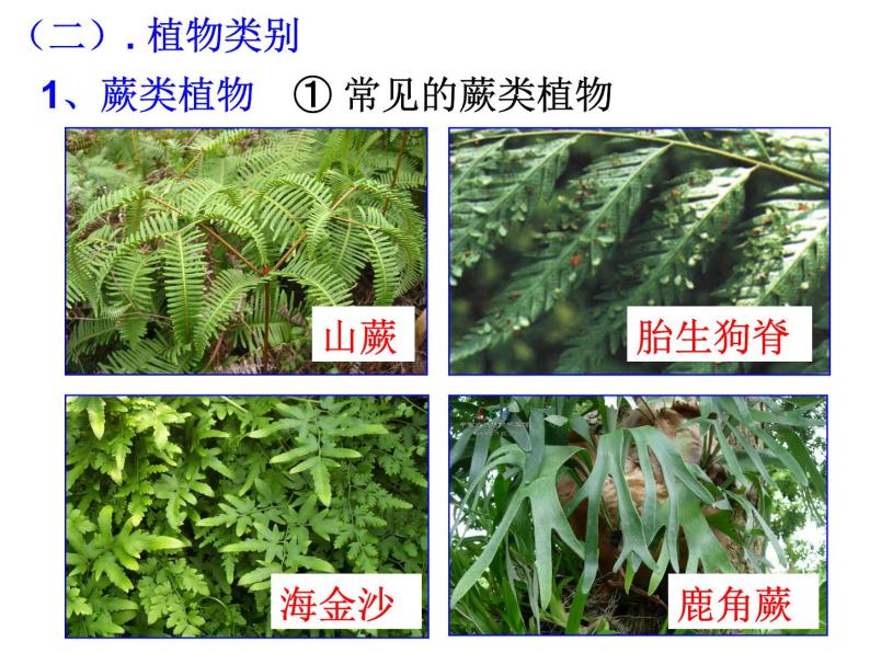浙教版科学 七年级上册 第2章 第5节 常见的植物（第2课时） 课件04