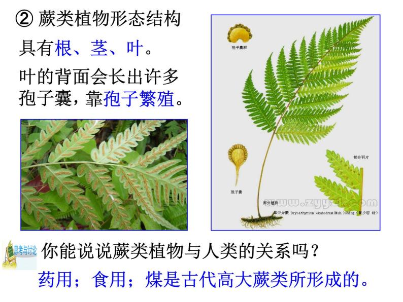 浙教版科学 七年级上册 第2章 第5节 常见的植物（第2课时） 课件05