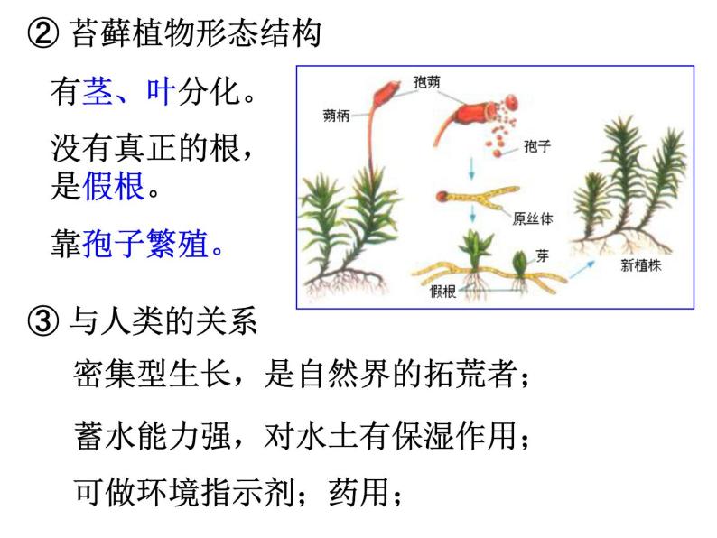 浙教版科学 七年级上册 第2章 第5节 常见的植物（第2课时） 课件07