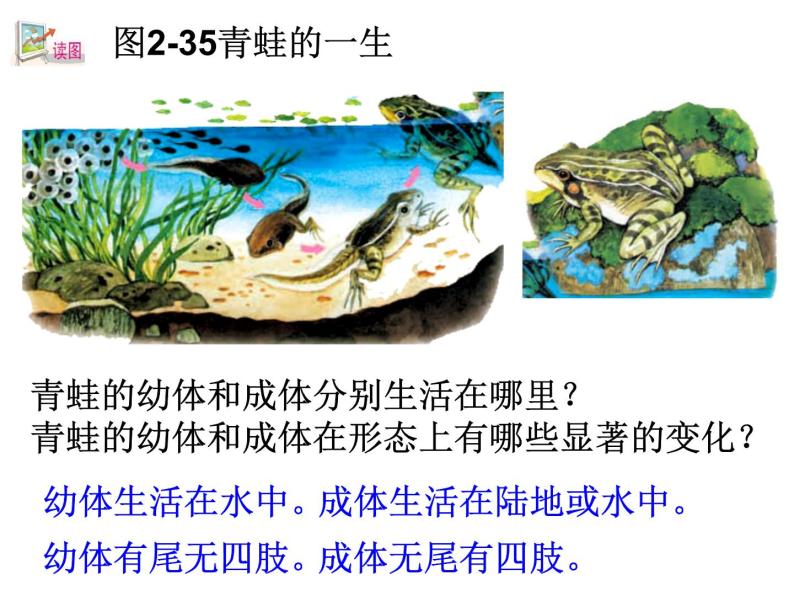 浙教版科学 七年级上册 第2章 第4节 常见的动物（第2课时） 课件05