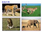 浙教版科学 七年级上册 第2章 第6节 物种的多样性（第2课时） 课件