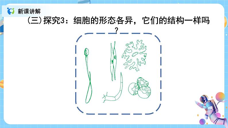 浙教版科学七年级上2.2《细胞》课件+教案+同步练习07
