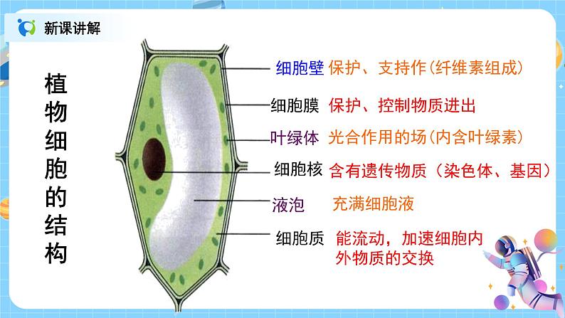 浙教版科学七年级上2.2《细胞》课件+教案+同步练习08