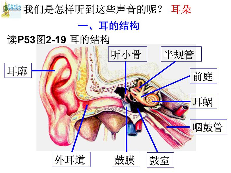 浙教版科学 七年级下册 第2章 第3节 耳和听觉（第1课时） 课件05