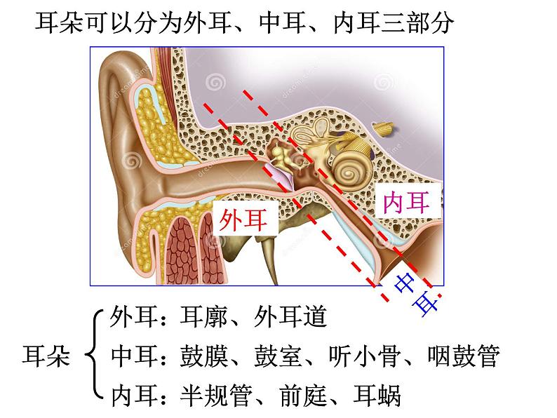 浙教版科学 七年级下册 第2章 第3节 耳和听觉（第1课时） 课件06