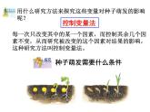 浙教版科学 七年级下册 第1章 第4节 植物的一生（第2课时） 课件