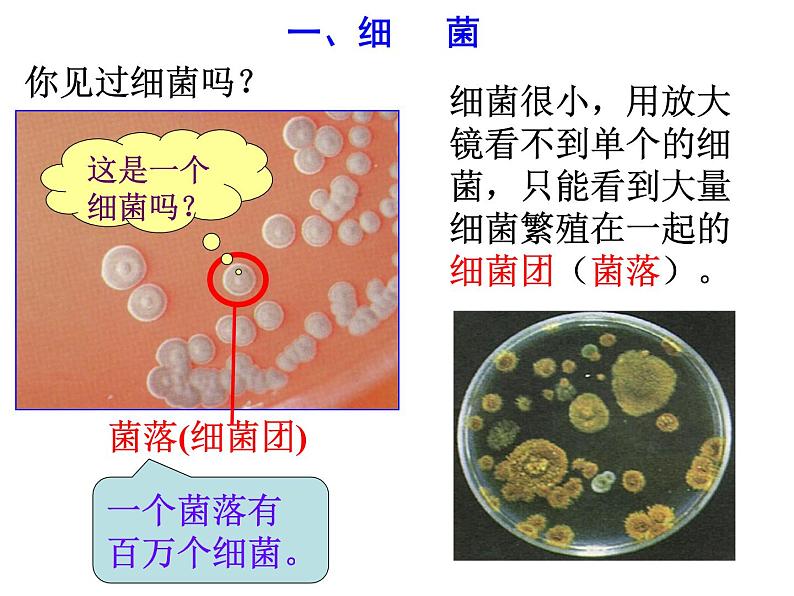 浙教版科学 七年级下册 第1章 第6节 细菌和真菌的繁殖（第1课时） 课件04