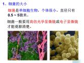 浙教版科学 七年级下册 第1章 第6节 细菌和真菌的繁殖（第1课时） 课件