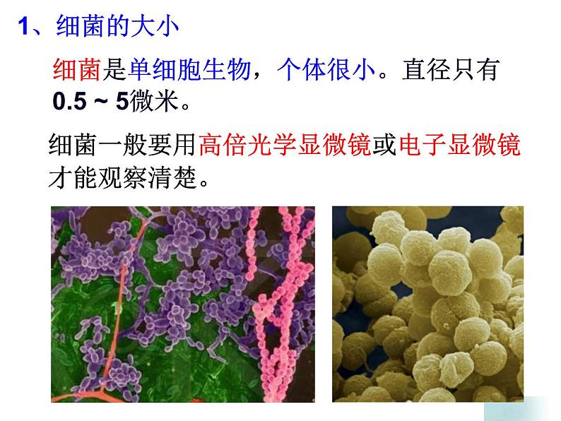 浙教版科学 七年级下册 第1章 第6节 细菌和真菌的繁殖（第1课时） 课件05