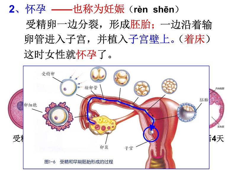 浙教版科学 七年级下册 第1章 第1节 新生命的诞生（第2课时） 课件06