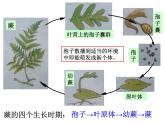 浙教版科学 七年级下册 第1章 第5节 植物生殖方式的多样性（第2课时） 课件