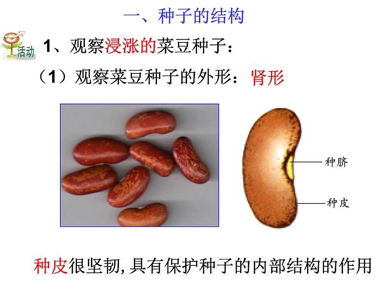 第4节 植物的一生（第1课时）第5页