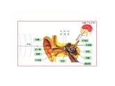 浙教版科学 七年级下册 第2章 第3节 耳和听觉（第2课时） 课件