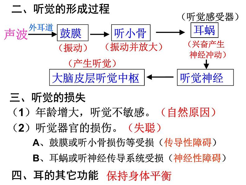 浙教版科学 七年级下册 第2章 第3节 耳和听觉（第2课时） 课件04