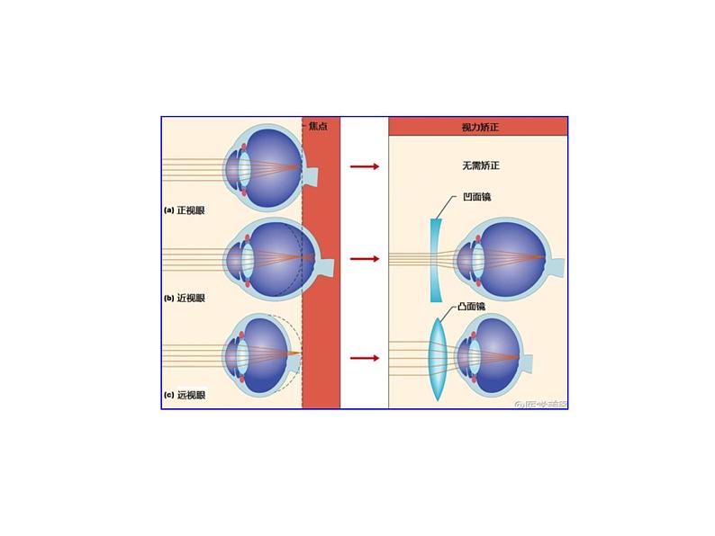 第6节 透镜和视觉（第4课时）第2页