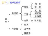 浙教版科学 七年级下册 第2章 第6节 透镜和视觉（第4课时） 课件