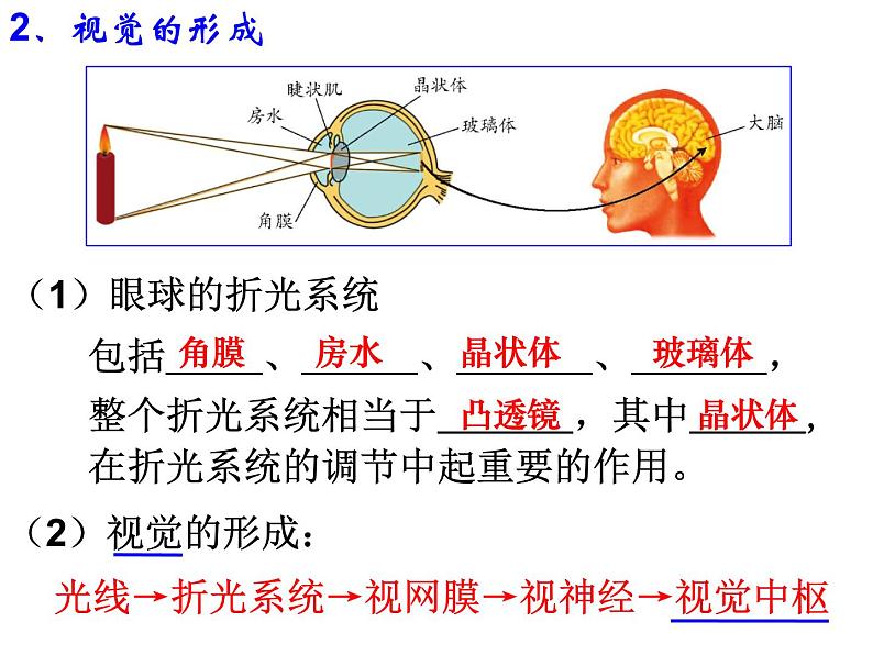 第6节 透镜和视觉（第4课时）第4页