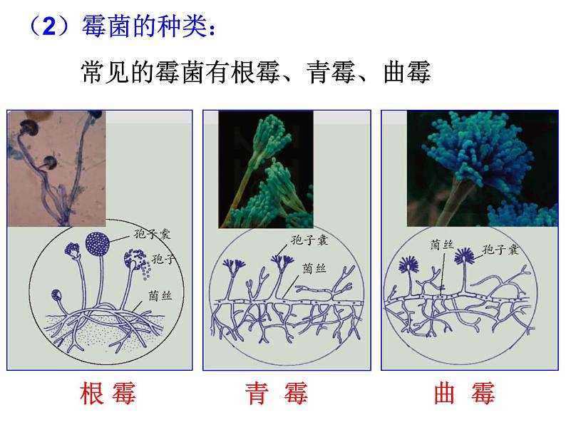 浙教版科学 七年级下册 第1章 第6节 细菌和真菌的繁殖（第2课时） 课件06