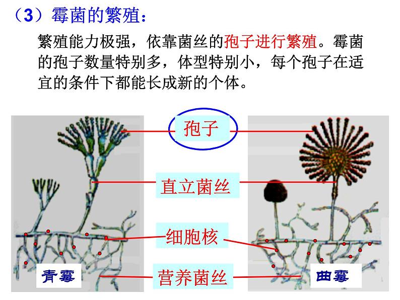 浙教版科学 七年级下册 第1章 第6节 细菌和真菌的繁殖（第2课时） 课件07