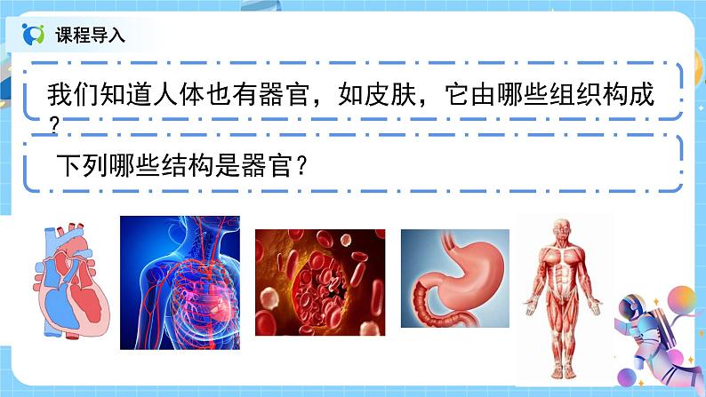 浙教版科学七年级上2.3《生物体的结构层次》课件+教案+同步练习03