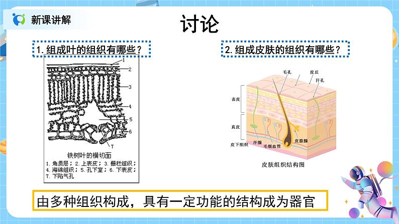 浙教版科学七年级上2.3《生物体的结构层次》课件+教案+同步练习04