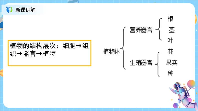 浙教版科学七年级上2.3《生物体的结构层次》课件+教案+同步练习06