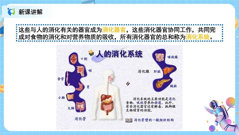 浙教版科学七年级上2.3《生物体的结构层次》课件+教案+同步练习08