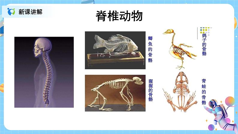 浙教版科学七年级上2.4《常见的动物》课件+教案+同步练习08