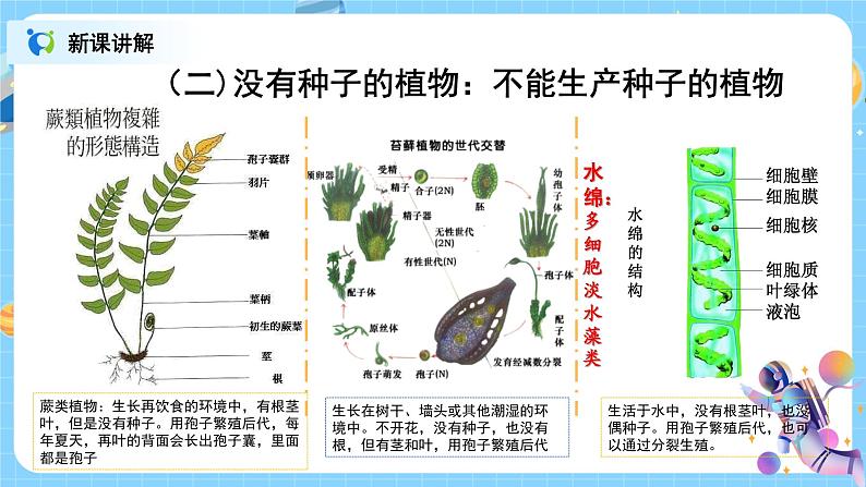 浙教版科学七年级上2.5《常见的植物》课件+教案+同步练习07